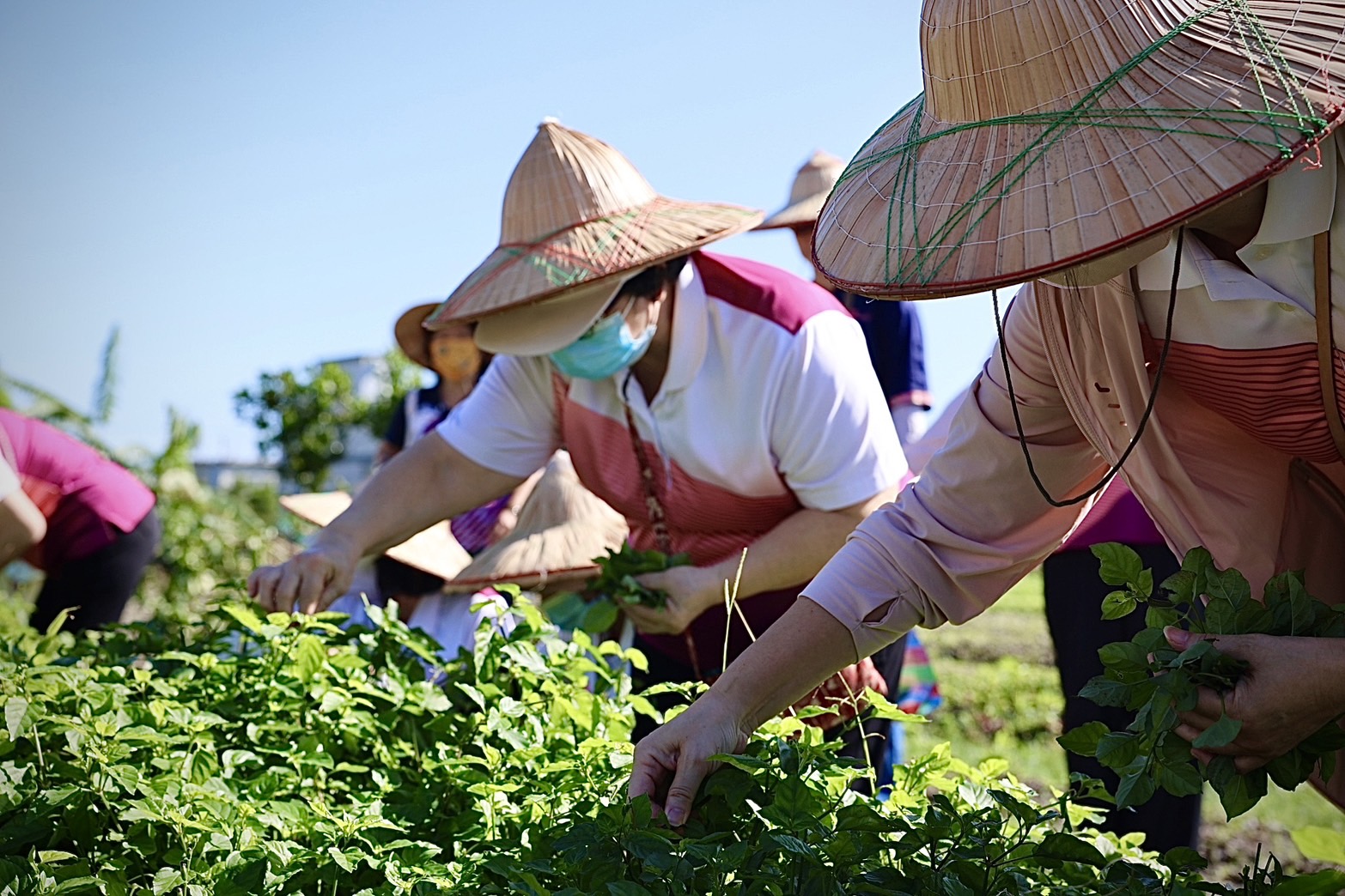 野菜水餃