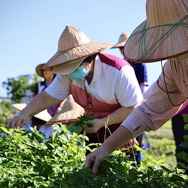 野菜水餃